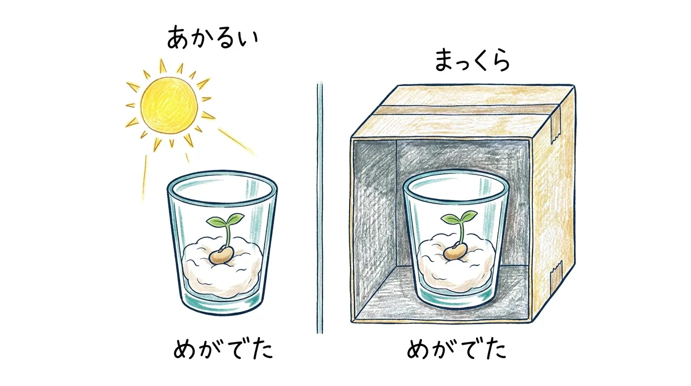明るい場所と真っ暗な箱、どちらも芽が出た図