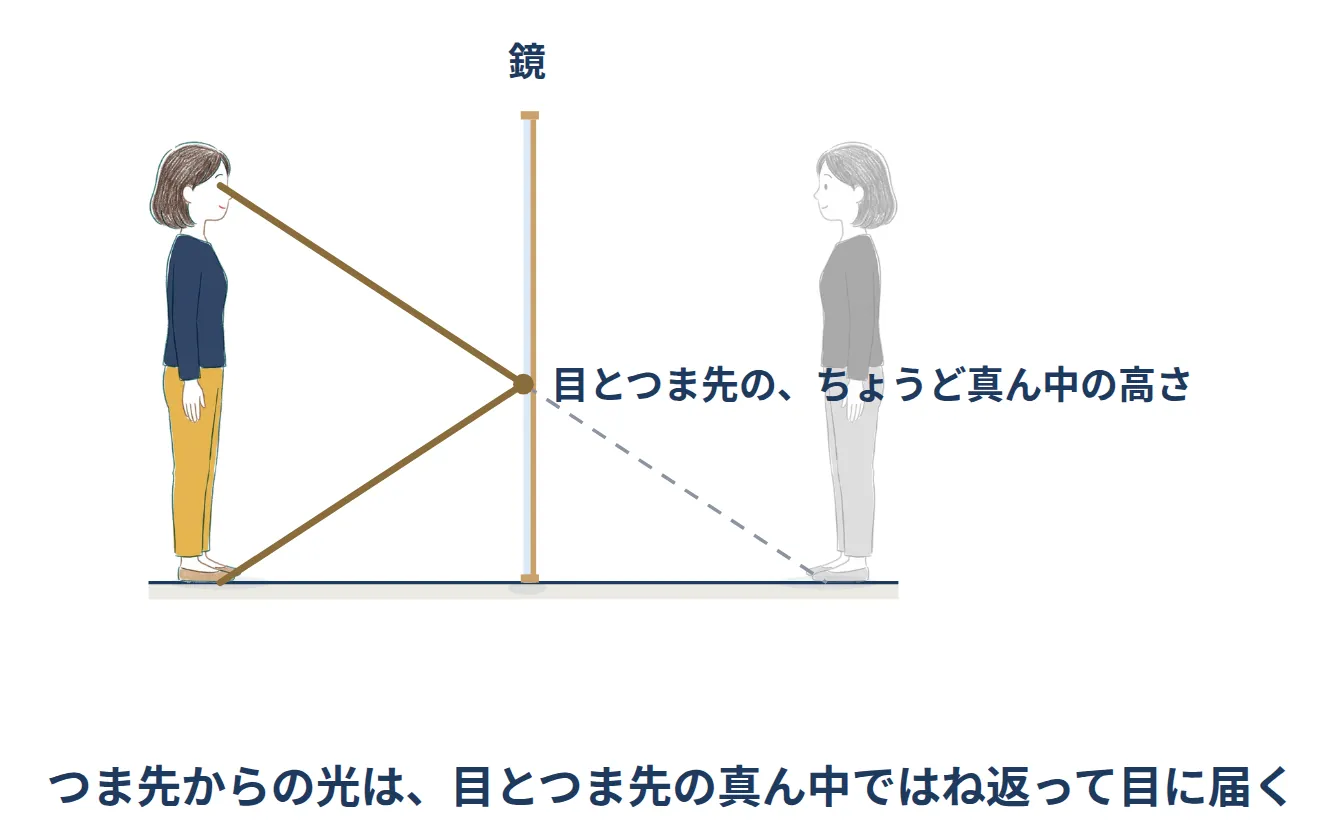 つま先からの光は、目とつま先の真ん中の高さではね返ることを示した図