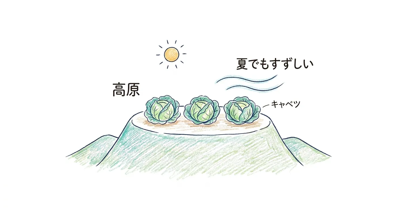 夏でもすずしい高原でキャベツを育てる図